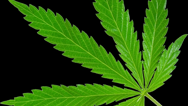 The High Life: Exploring the Benefits and Legality of Marijuana