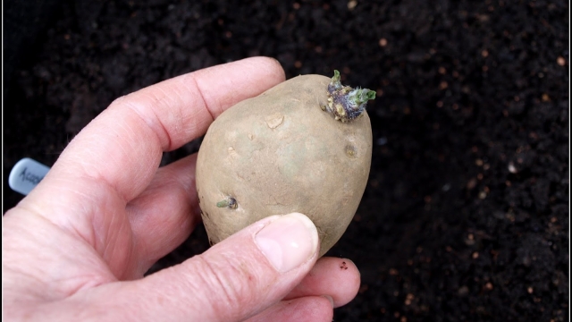 The Art of Reaping Rewards: Mastering the Potato Planting Process