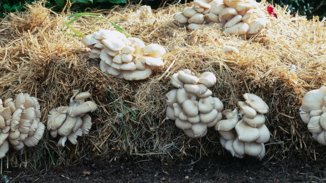 From Spores to Shrooms: Unleashing the Magic of Mushroom Cultivation