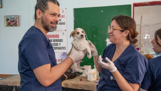 Overview of Different Types of Pet Doors